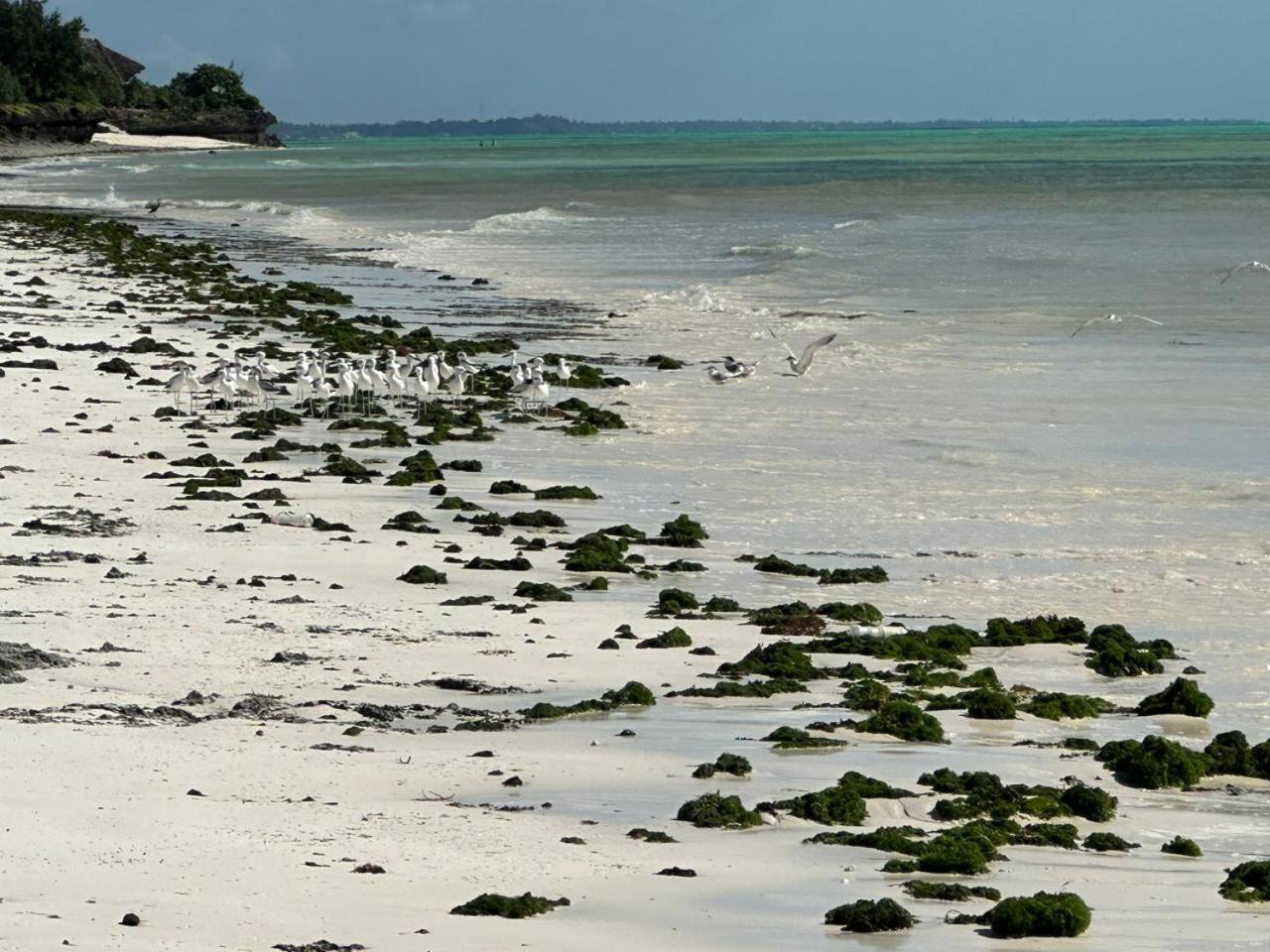Villa Serenity, Tanzania Unforgettable Paje Exterior photo